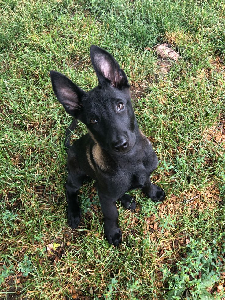 All Black Belgian Malinois: Breed Overview, Personalities & More ...