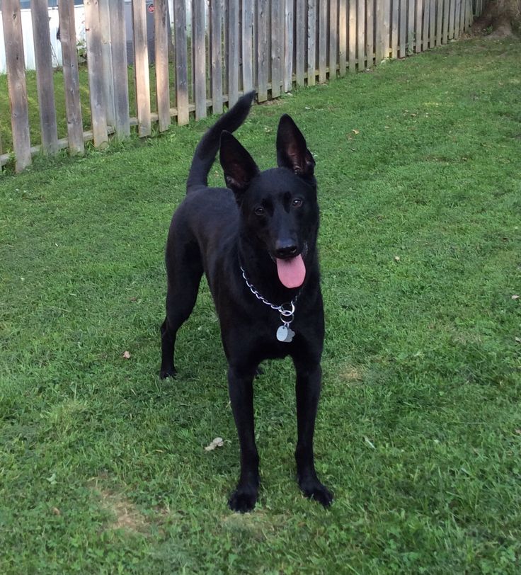 All Black Belgian Malinois: Breed Overview, Personalities & More ...